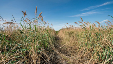 Курянам рассказали, за что могут забрать земельный участок с 1 сентября
