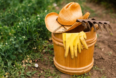 Правильная посадка тюльпанов осенью: секреты успешного цветения весной