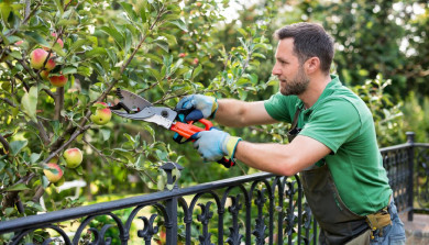 Как наказать соседа, который обрезал ветки на вашем дереве - юридический ликбез