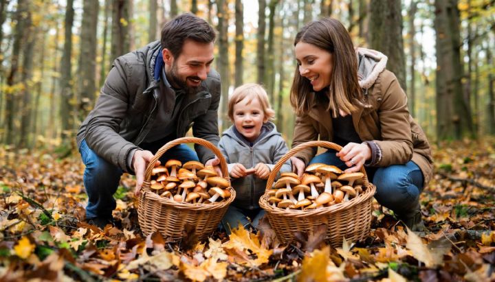 Курянам рассказали, когда поход за грибами может обернуться лишением свободы