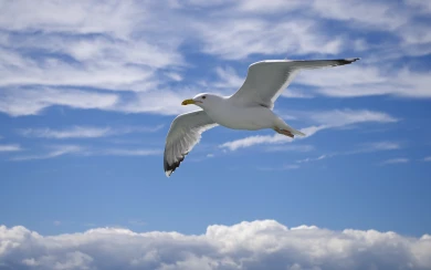 4е43е43е43е43н43